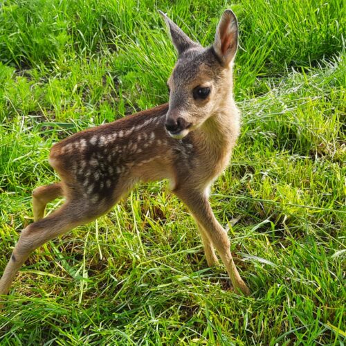 Miniaturka wpisu: Szkolny konkurs fotograficzny „Natura w obiektywie” rozstrzygnięty!